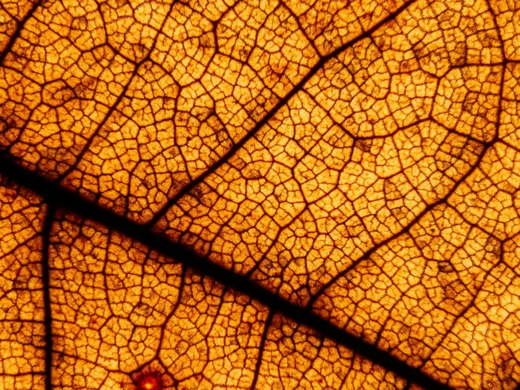 yellow-leaf-structure-in-large-close-up-sensitivity-to-textures-and-finishes-diversity-in-nature-neuro-inclusive-office